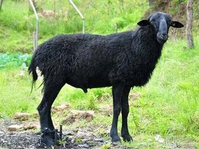 乌骨羊的产地和品种特点