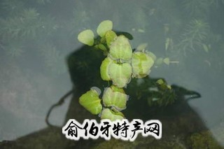 固始茶菱