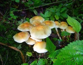 涞源山蘑