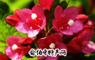 海仙花