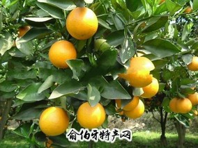 长寿夏橙