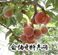 上海水蜜桃