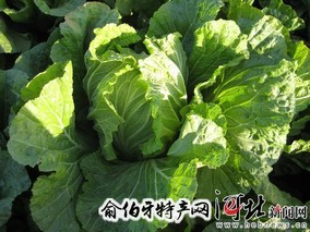 滏河贡白菜