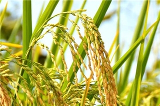 9月水稻价格多少钱一斤？