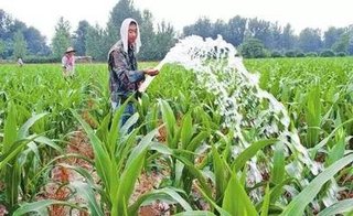 玉米高产灌溉要求