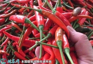 小米辣椒多少钱一斤？