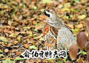 飞龙鸟