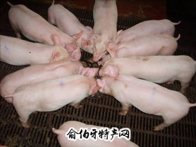 新丰三元猪
