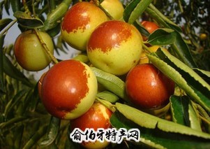 江北冬枣