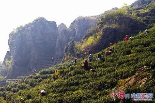 黄公山白茶