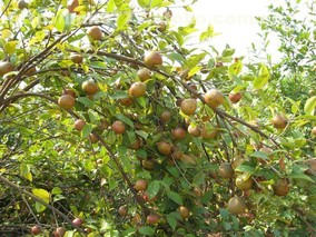 岑溪软枝油茶