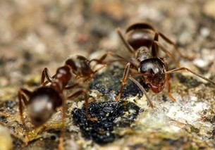 蚂蚁怕什么东西？