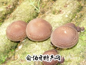 平泉香菇