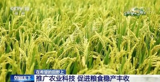 怎样提高水稻对光能的利用率?(提高农作物对光能的利用率的措施)