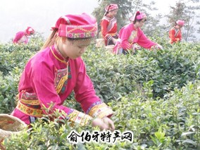 北川苔子茶