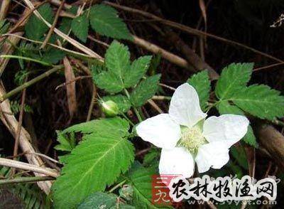 倒赤伞《西藏常用中草药【来源】为菊科植物倒赤伞的全草.