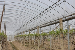 大棚葡萄栽培技术
