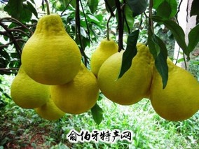 漳南文旦柚