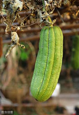 怎样种植丝瓜 盆栽丝瓜的种植方法
