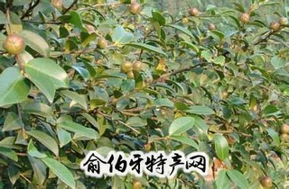 册亨油茶