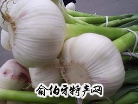 温江大蒜