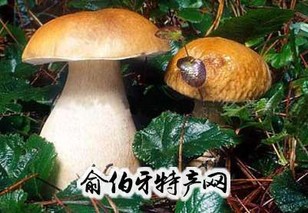 野生牛肝菌