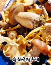 鸡油菌