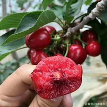 大樱桃的定植后如何管理 大樱桃幼树期的管理