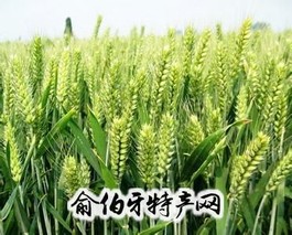 新乡小麦