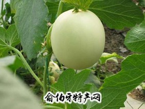 玉菇