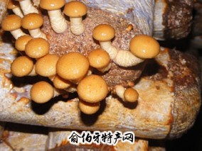 平泉食用菌