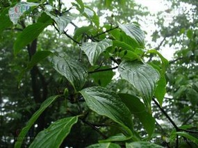 川鄂山茱萸的功效与作用