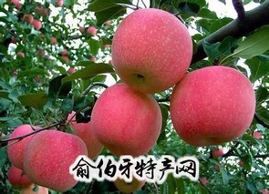 丰县红富士苹果