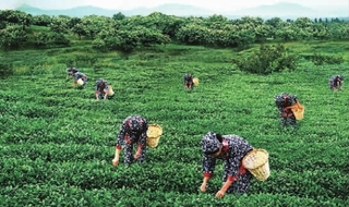 桃源红茶