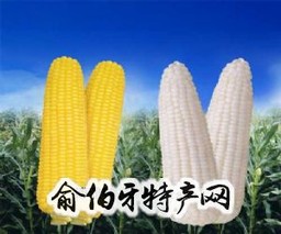 特种玉米