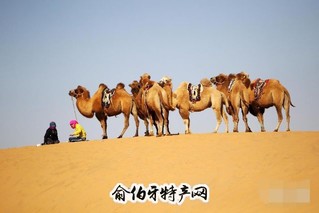 阿拉善骆驼