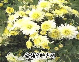 怀菊花