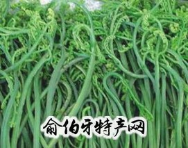 望江蕨菜