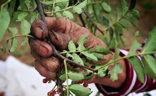 花椒用什么砧木嫁接