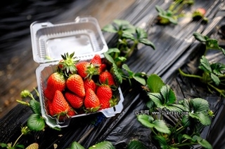 草莓品种好吃的有哪些？