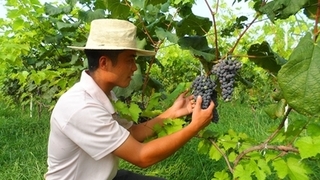 泰山南麓葡萄酒