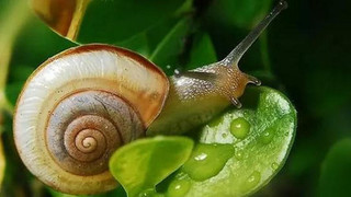 蜗牛的天敌是什么？