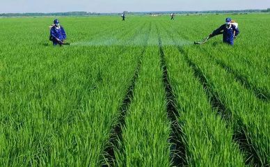 水稻长穗期是什么时候 水稻穗期管理的三个重点