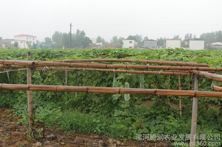 秋冬季大棚茄果类蔬菜种植管理要点