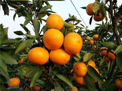 由良柑橘是什么品种？有籽吗？