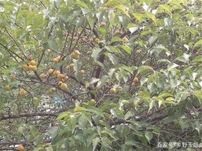 杏树采果后管理要注意的几件事(杏树价格表及规格)