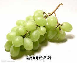 望城提子