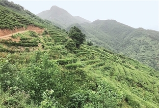 陕西：茯茶造福秦岭人