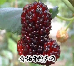 湾底桑果