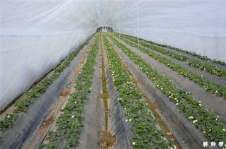 塑料大棚草莓促成栽培在显蕾期覆盖地膜 这个时期植株韧性最好